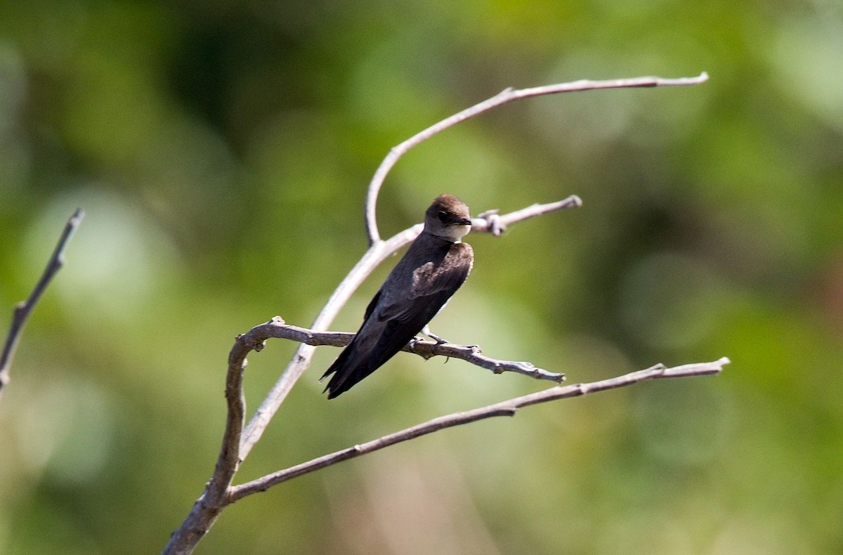 Bank Swallow - ML646142161