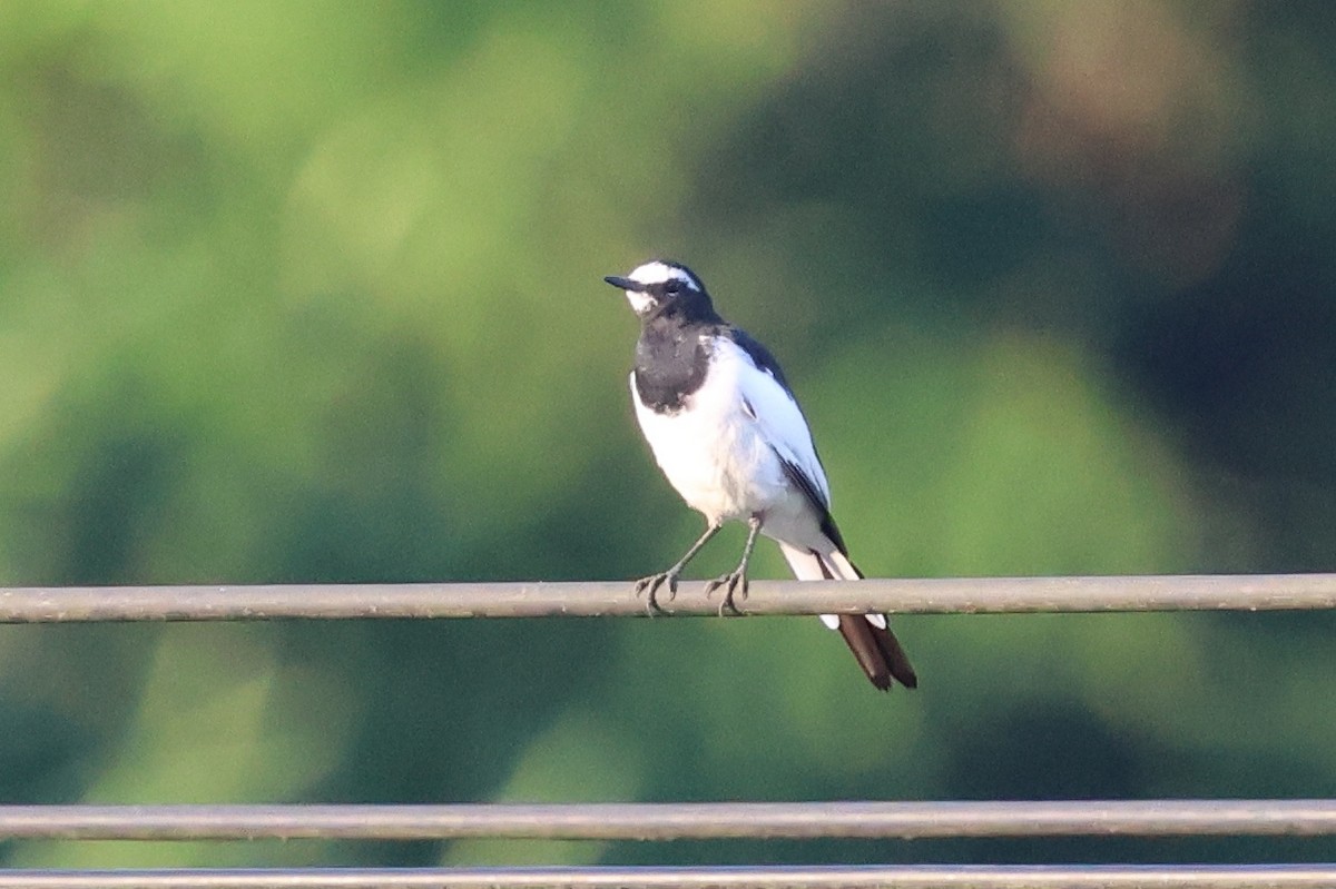 Japanese Wagtail - ML646142162
