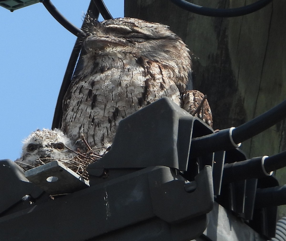 Tawny Frogmouth - ML646142173