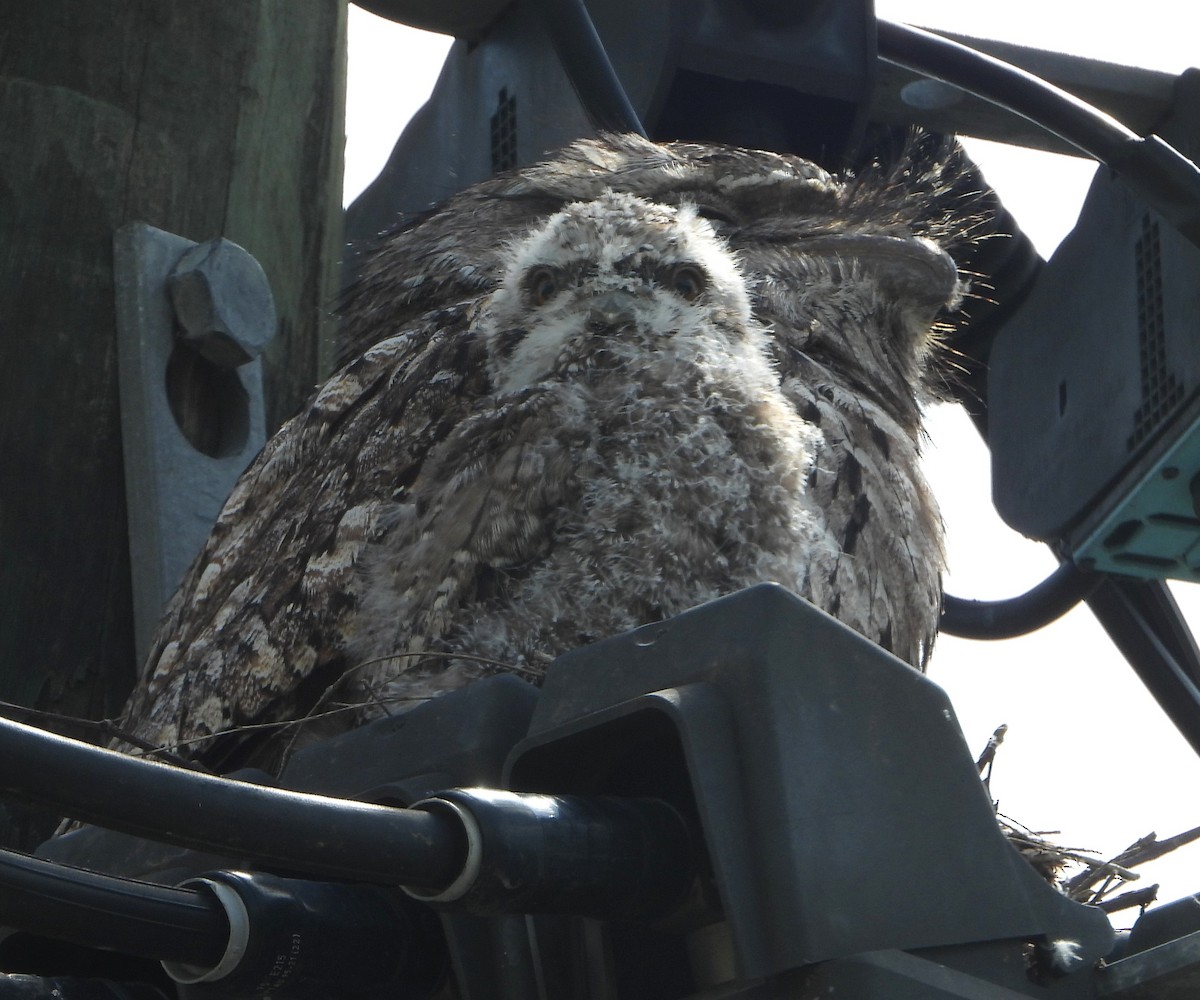 Tawny Frogmouth - ML646142174
