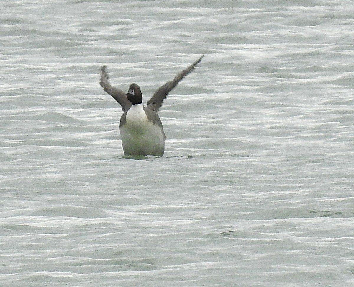 Northern Pintail - ML646142179