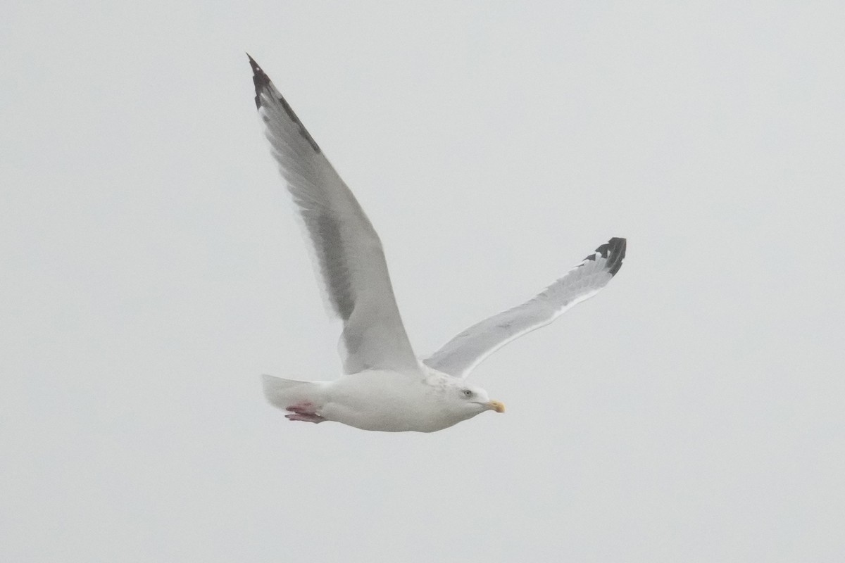 Kanadamöwe - ML646142181