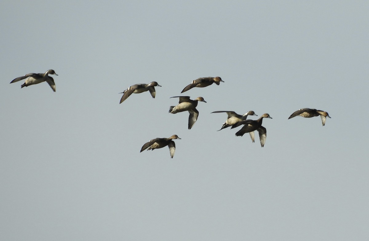 Шовтгор алаг нугас - ML646142182