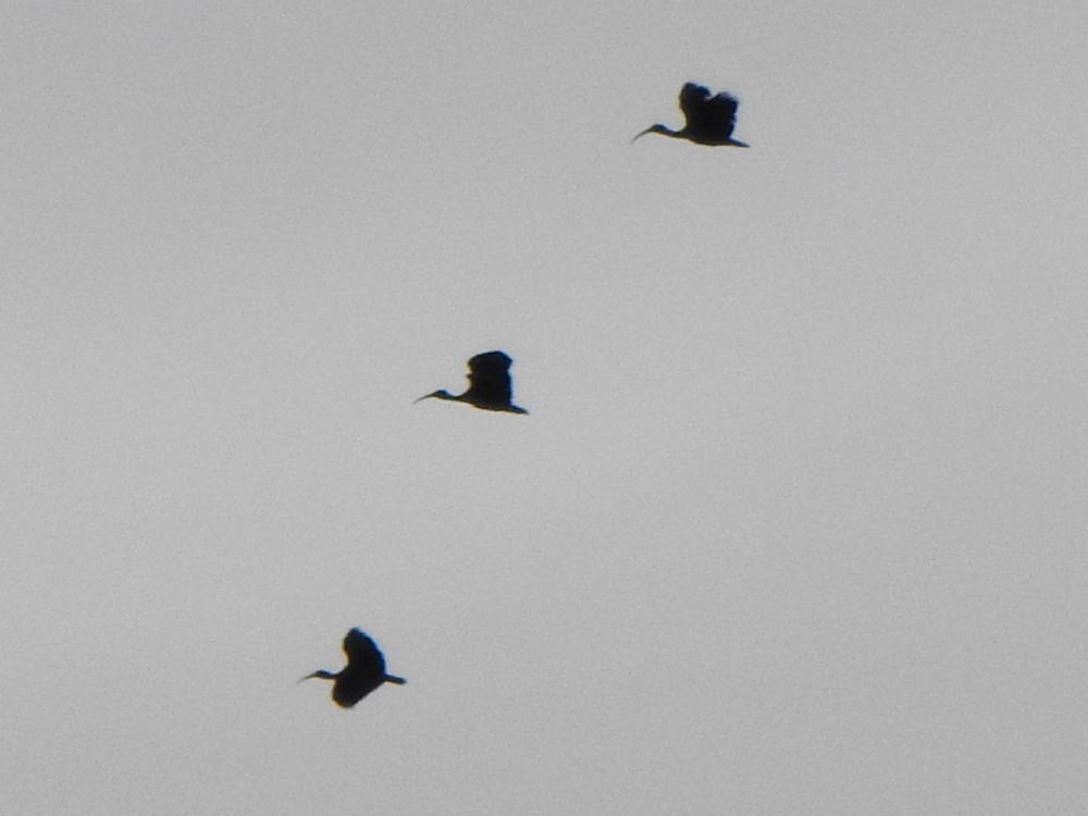 Bare-faced Ibis - ML646142190