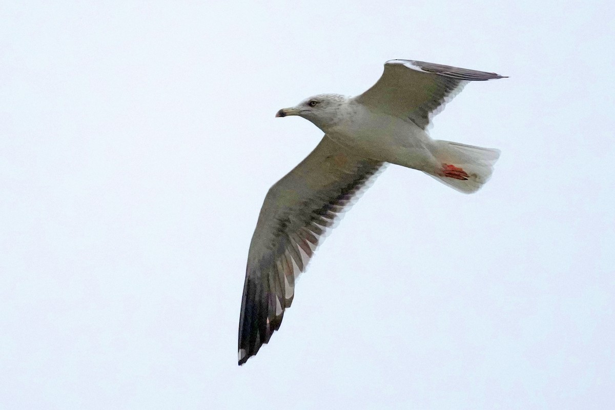 Heringsmöwe - ML646142192