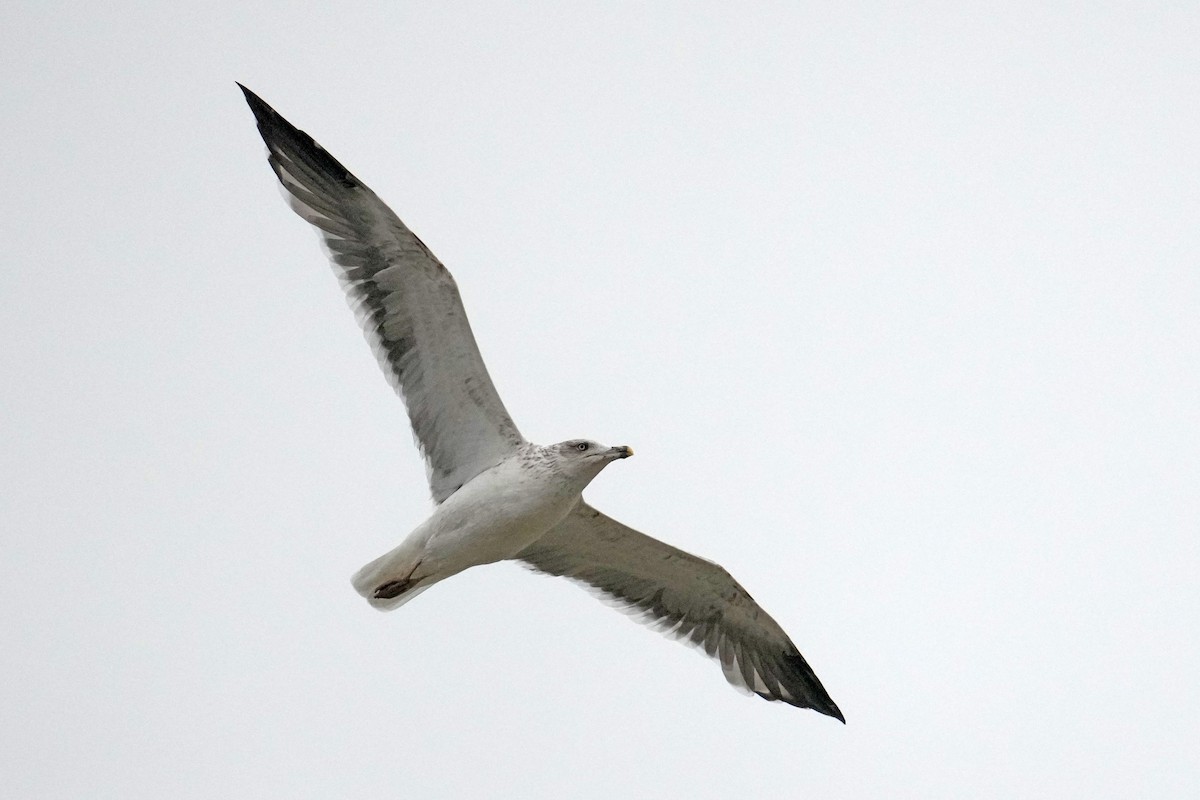 Heringsmöwe - ML646142193