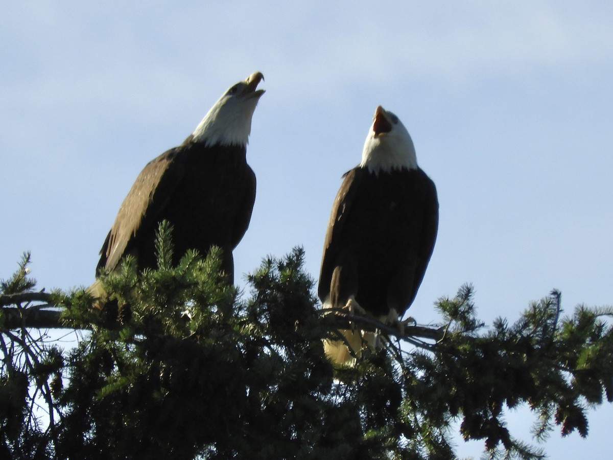 Bald Eagle - ML646142197