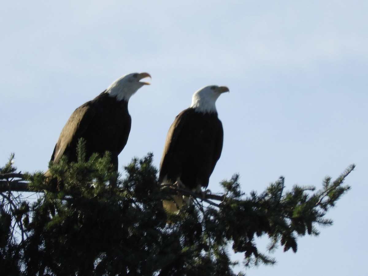 Bald Eagle - ML646142198
