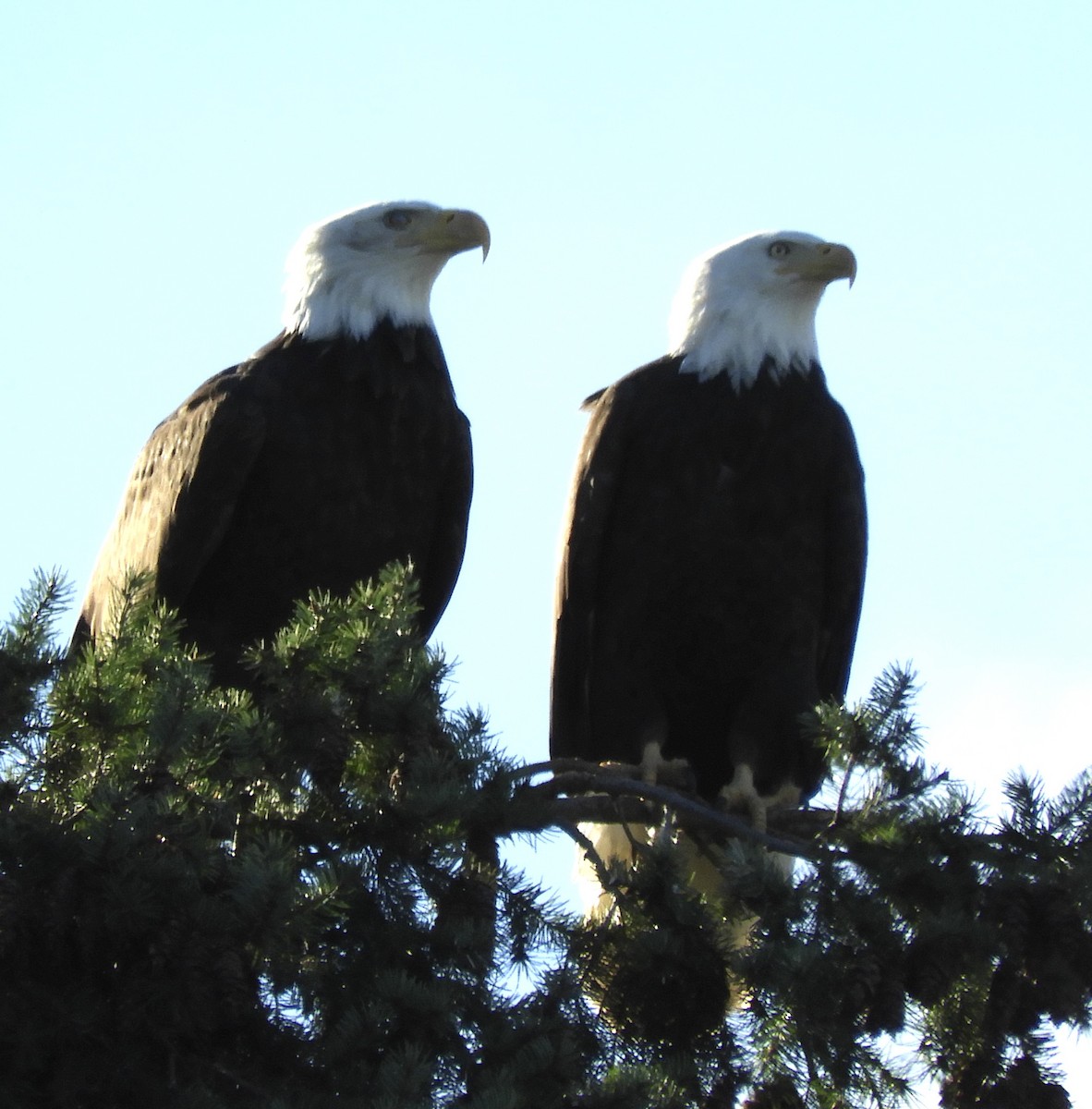 Bald Eagle - ML646142199