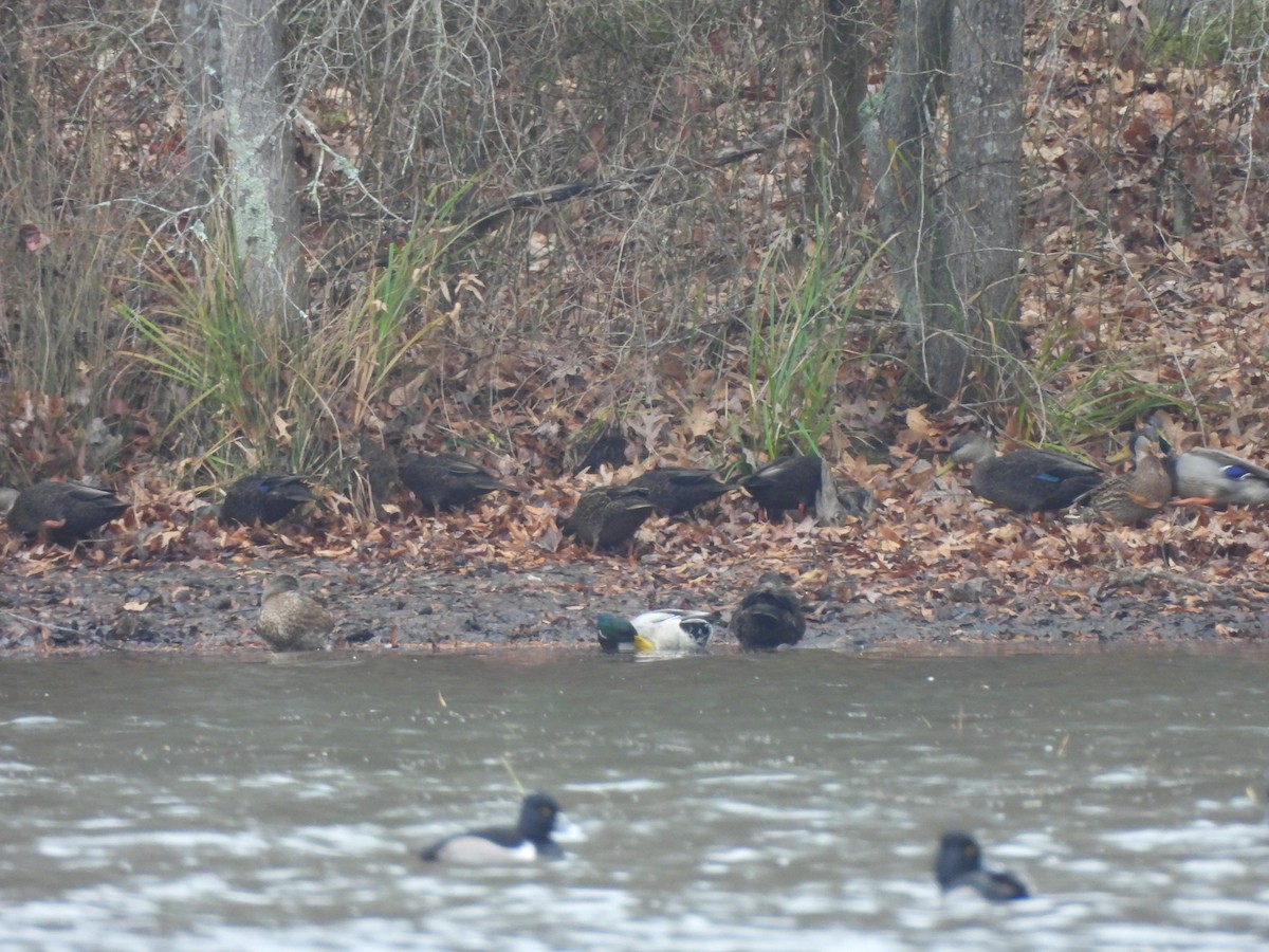 American Black Duck - ML646142205