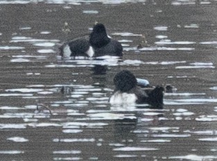Tufted Duck x Lesser Scaup (hybrid) - ML646142206