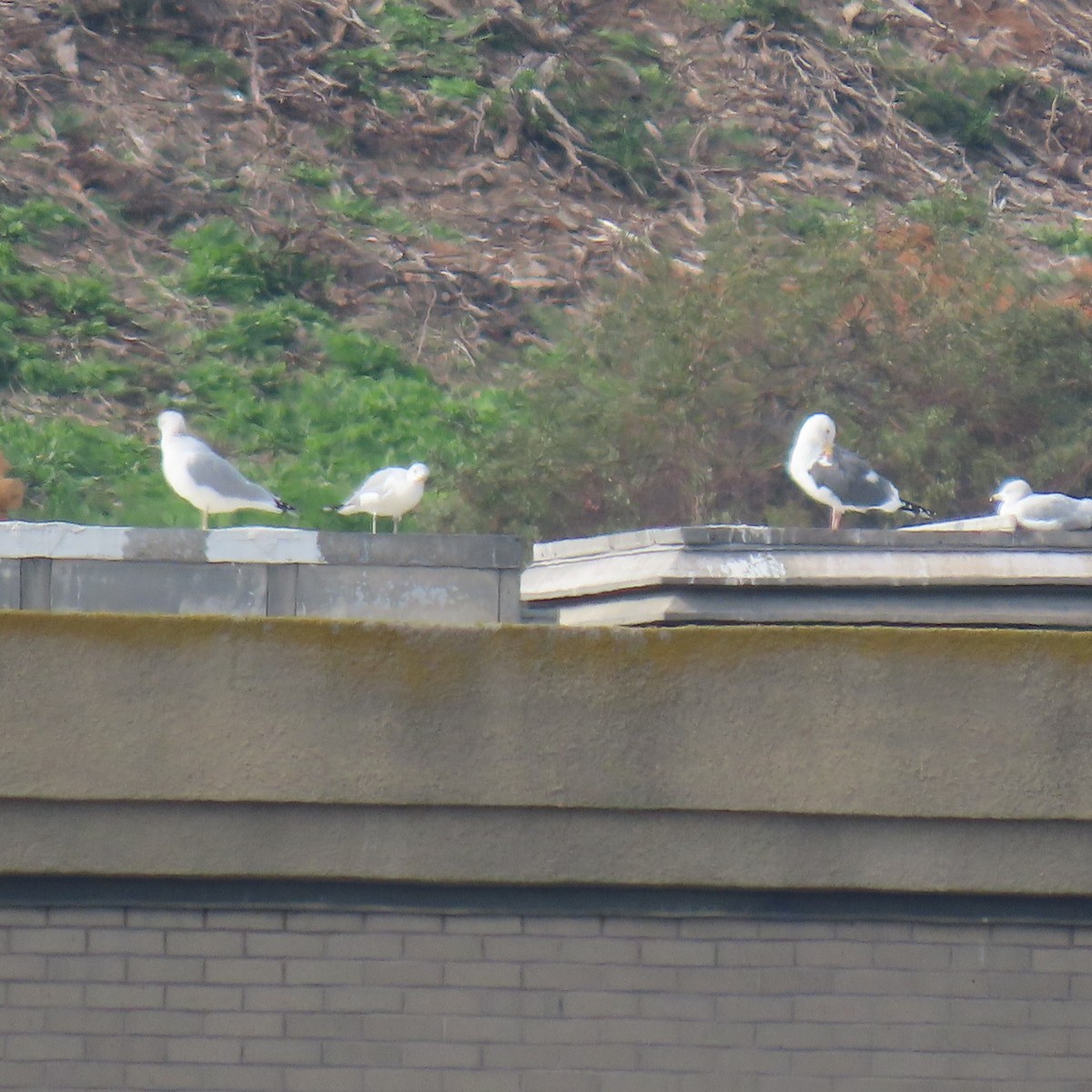 アメリカオオセグロカモメ - ML646142211