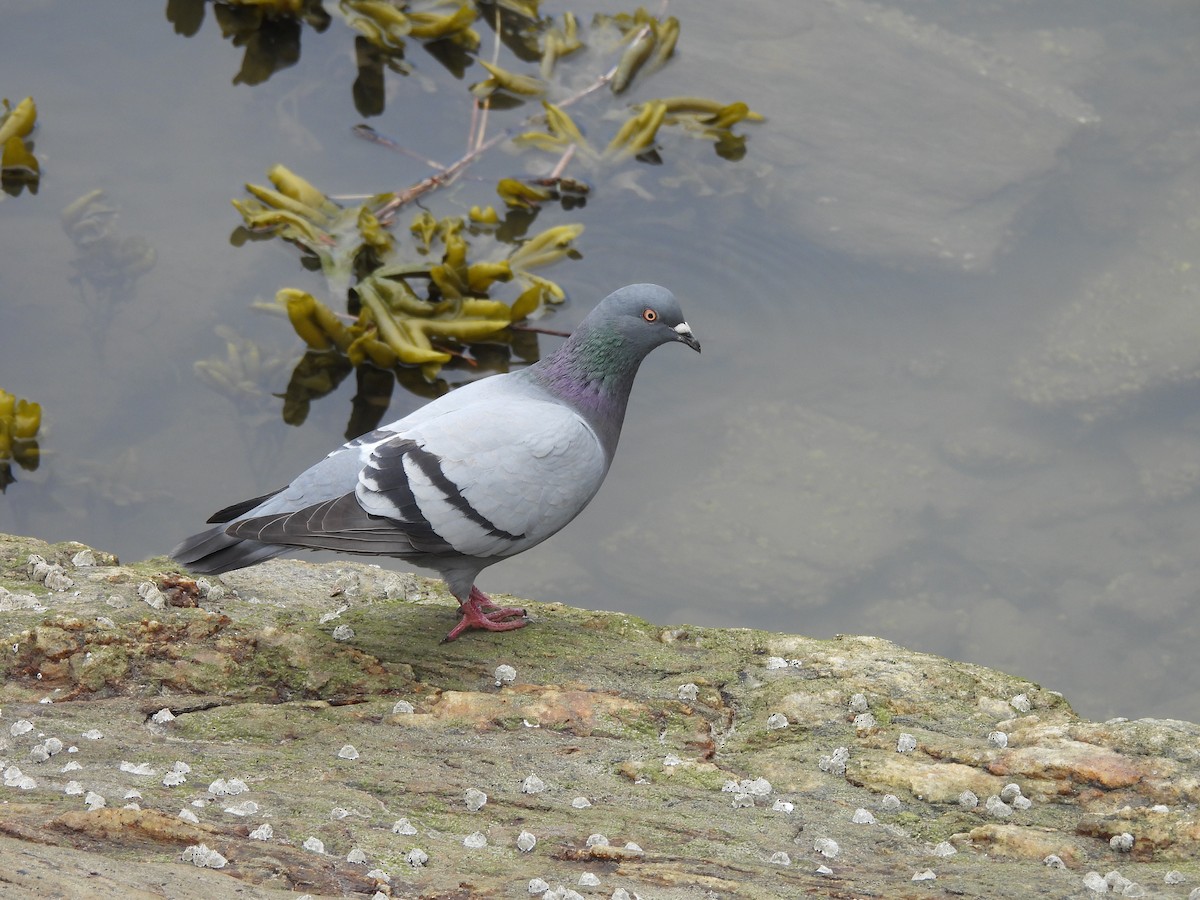 Paloma Bravía (variedad doméstica) - ML646142216