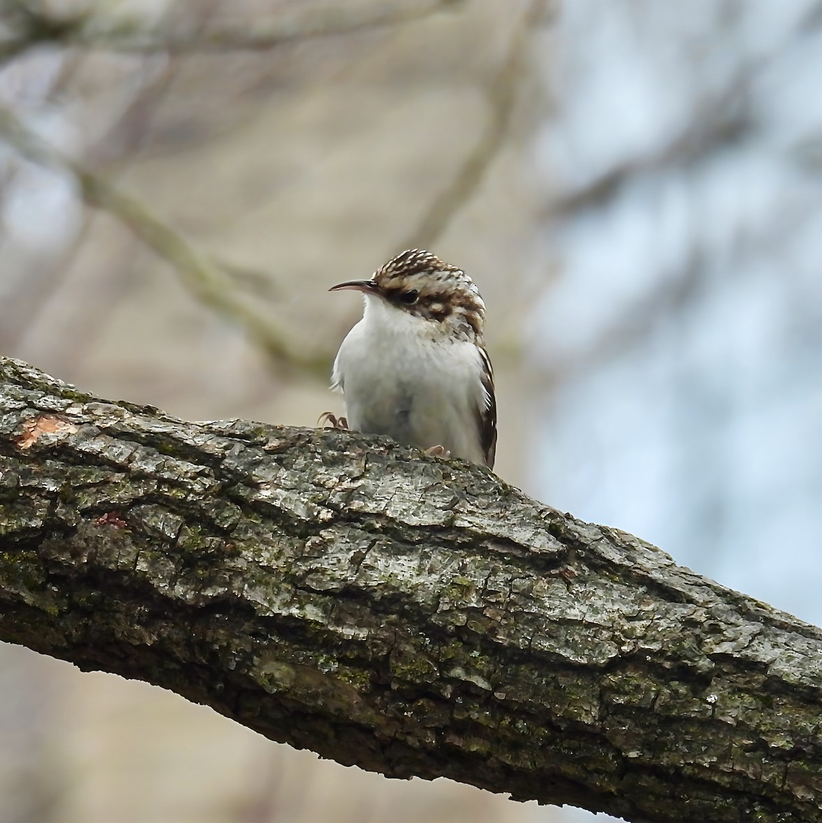 Brown Creeper - ML646142223