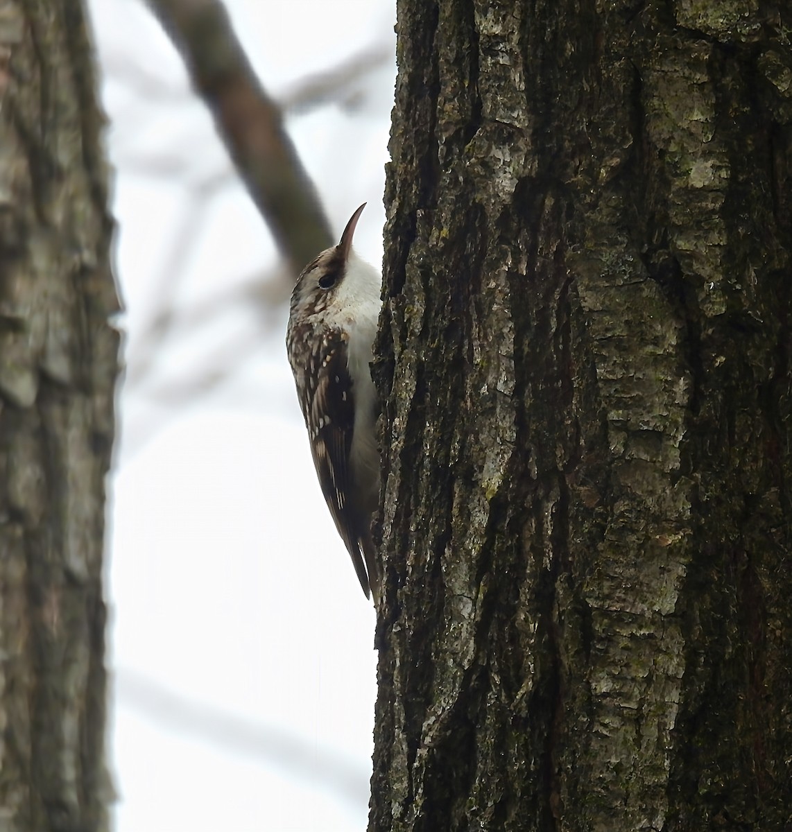 Brown Creeper - ML646142224