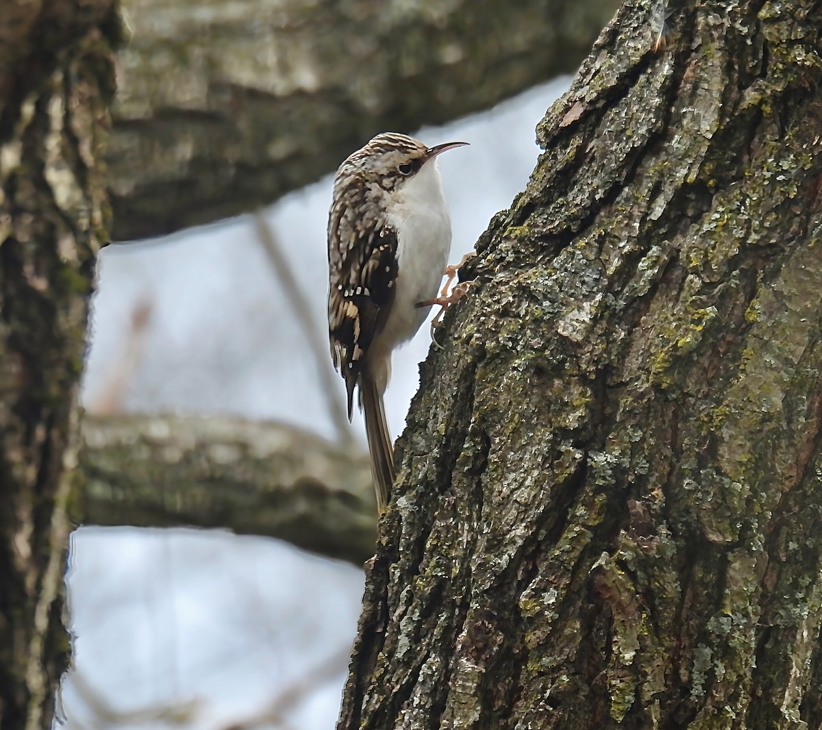 Brown Creeper - ML646142225