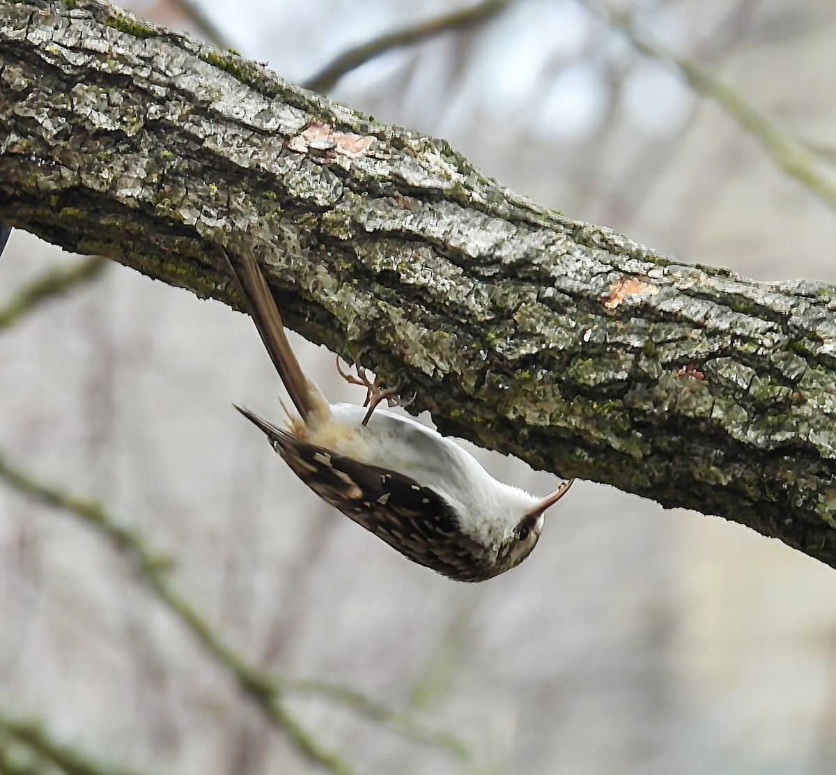 Brown Creeper - ML646142226