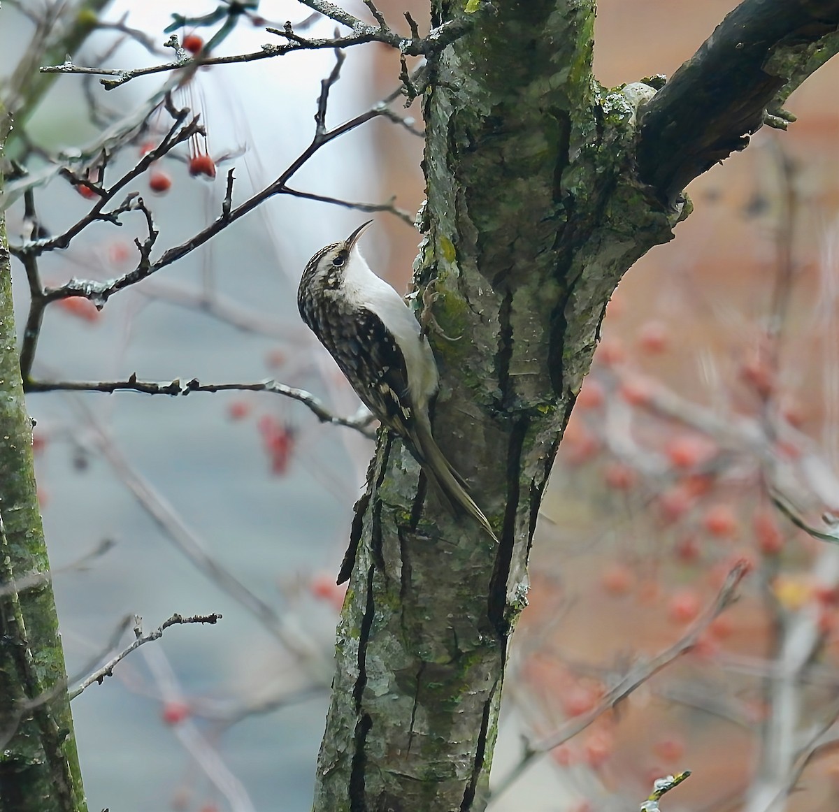 Brown Creeper - ML646142227