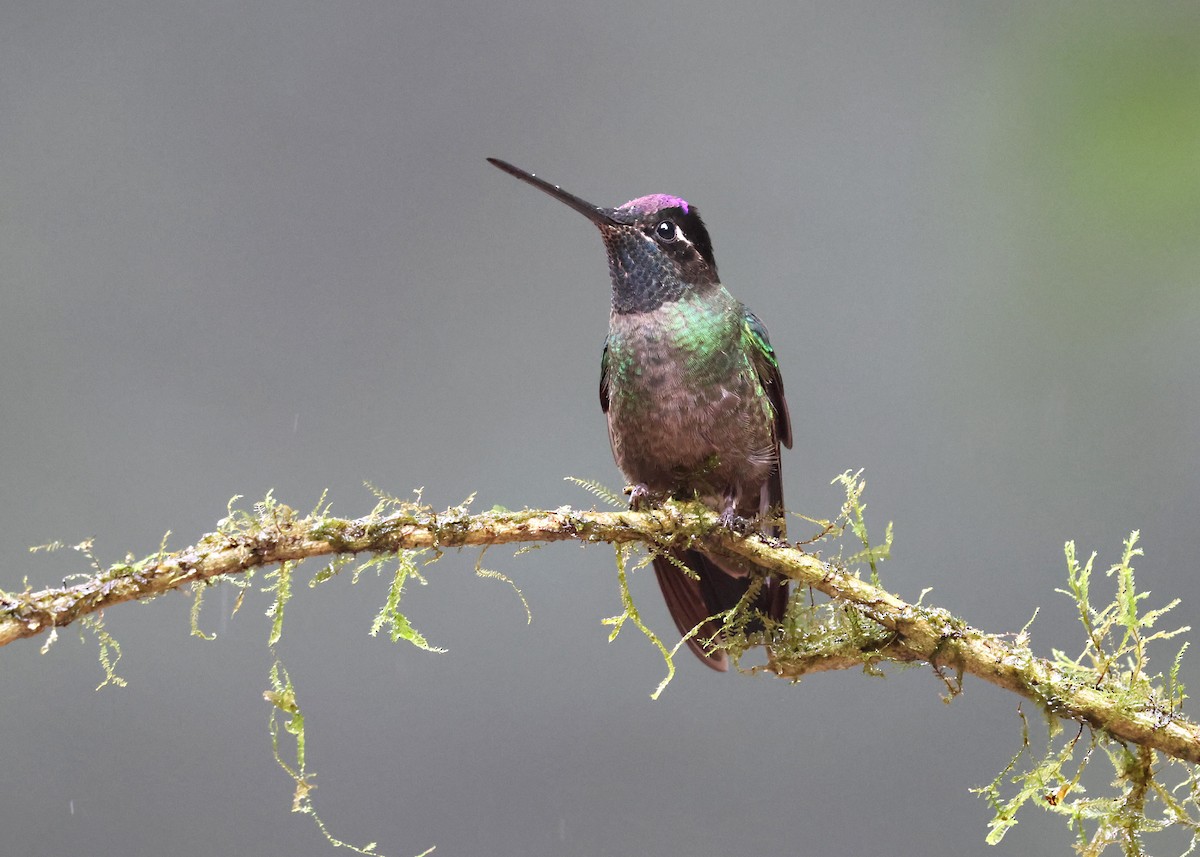 Talamanca Hummingbird - ML646142228