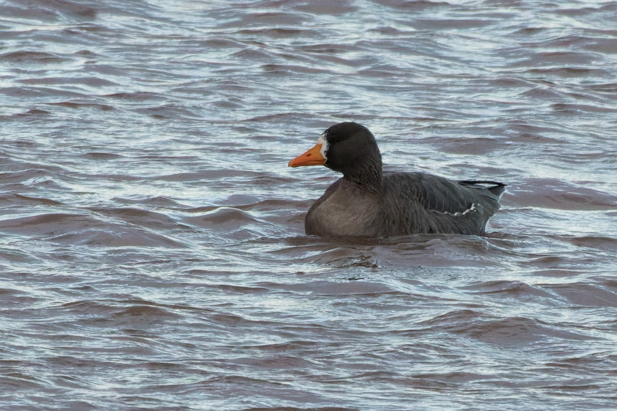 husa běločelá - ML646142232