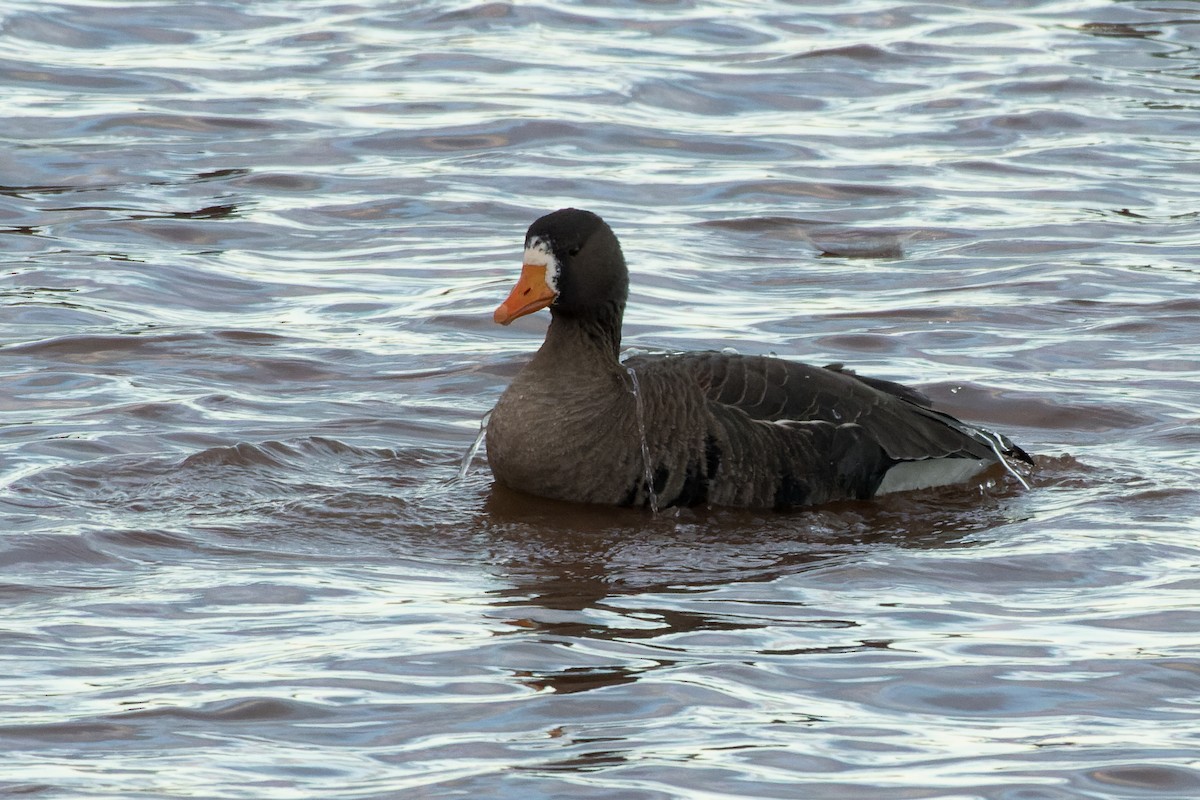 husa běločelá - ML646142234