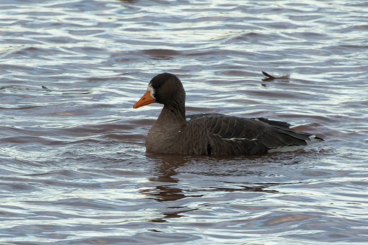 husa běločelá - ML646142235