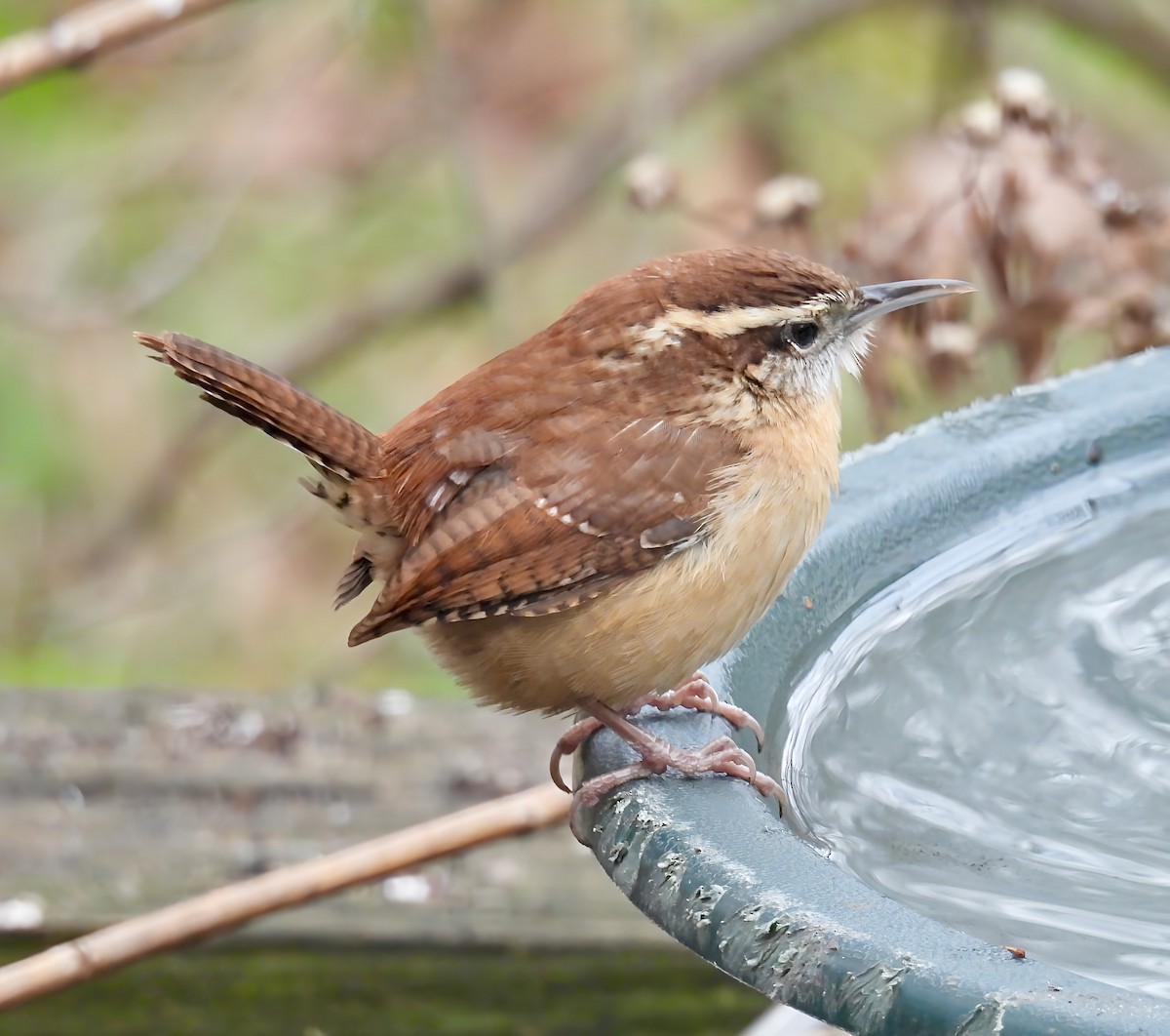 Carolina Wren - ML646142238