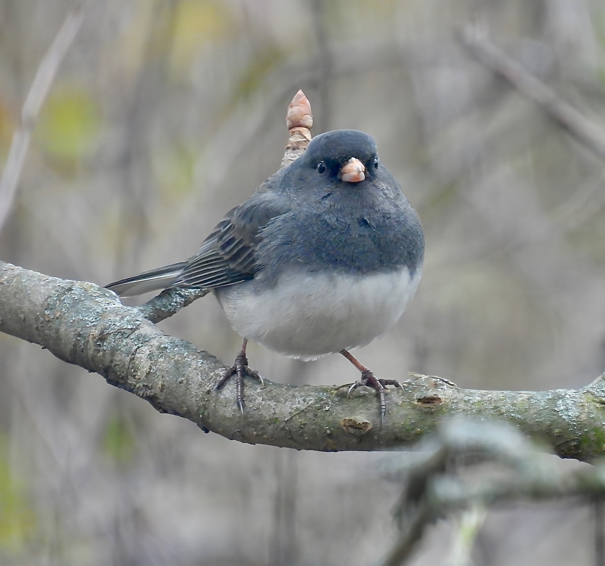Dark-eyed Junco - ML646142243