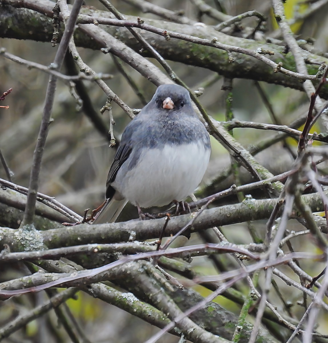 Dark-eyed Junco - ML646142244