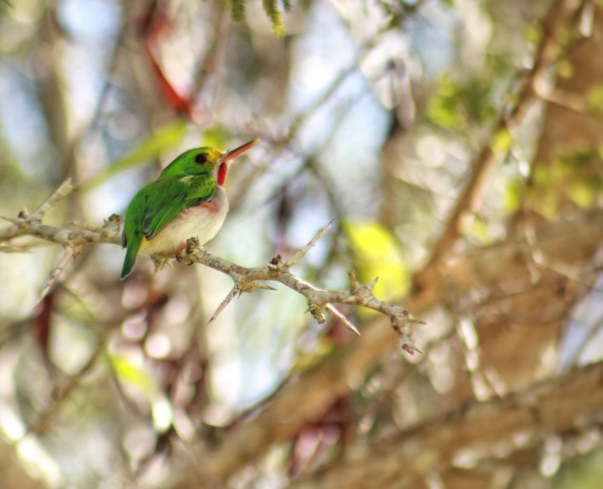 kubatodi - ML646142246