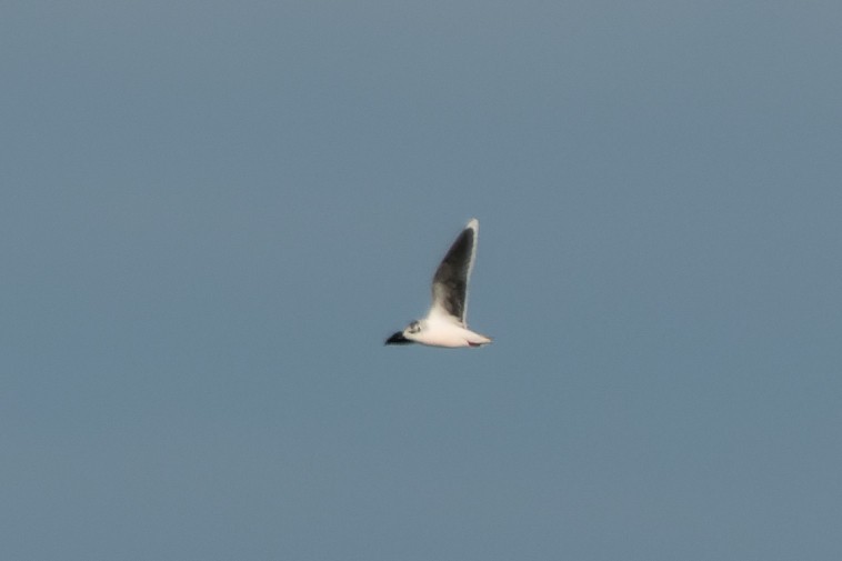 racek malý - ML646142248