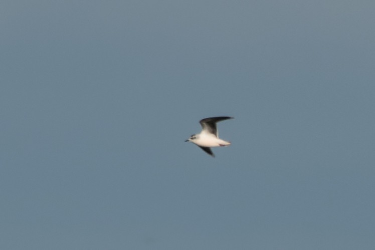 racek malý - ML646142249