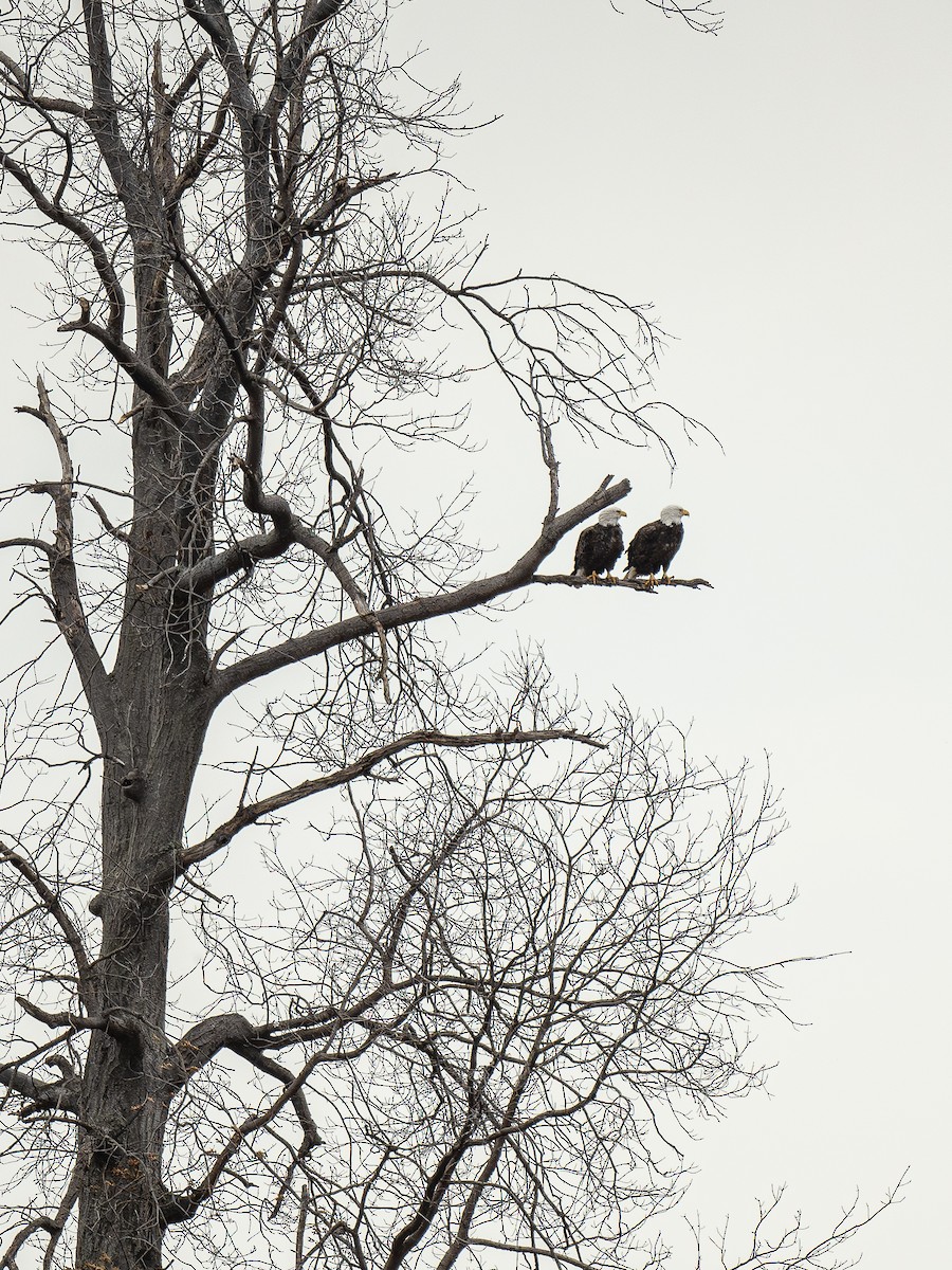 Bald Eagle - ML646142251