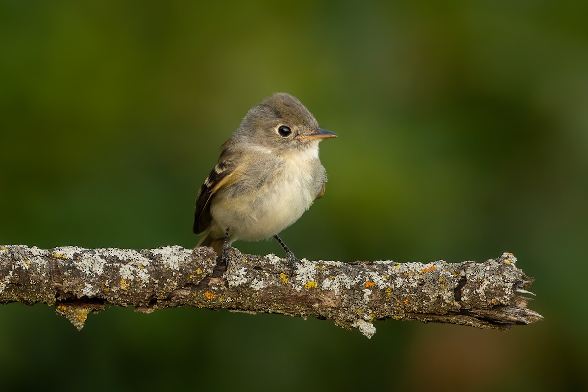 Least Flycatcher - ML646142253