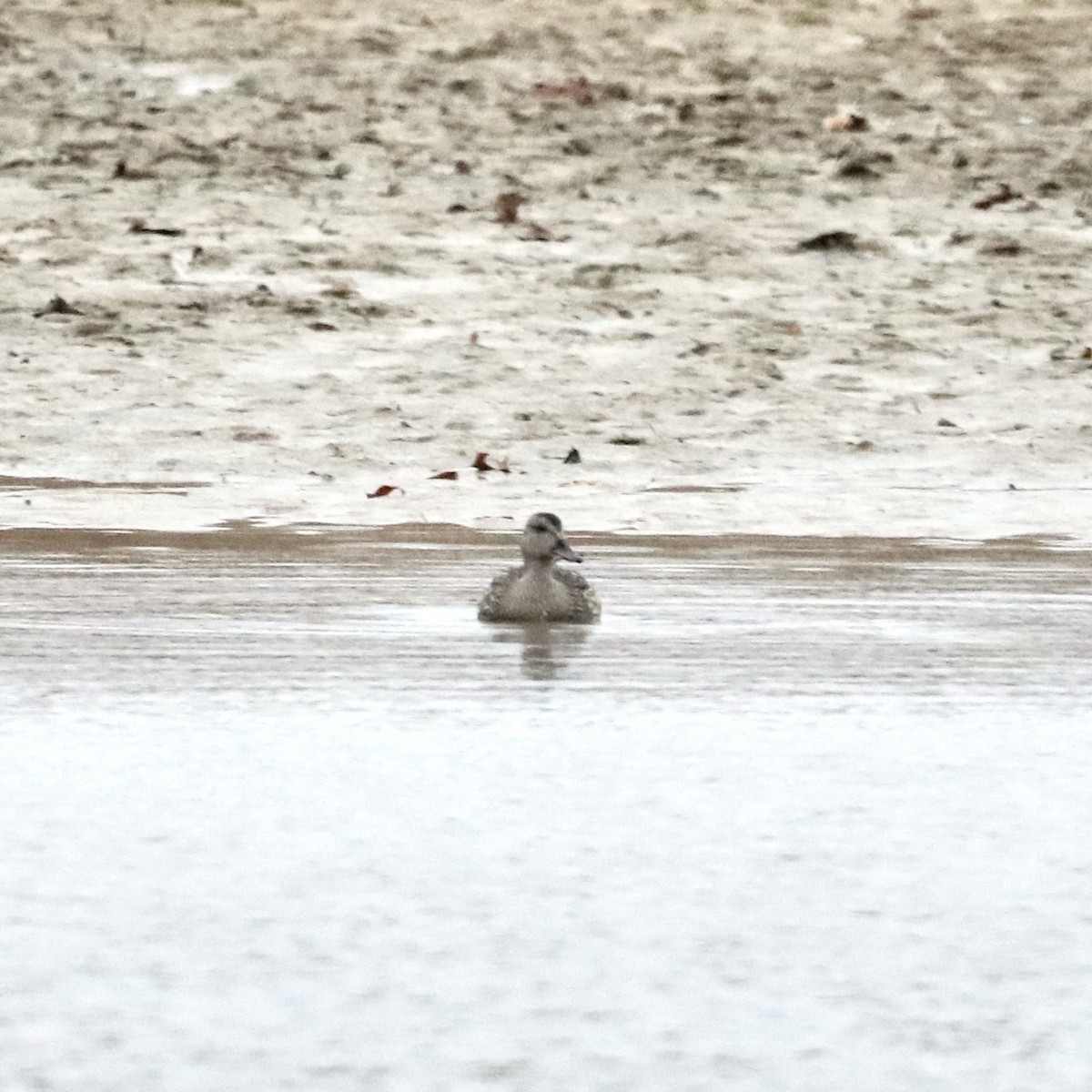 オカヨシガモ - ML646142259