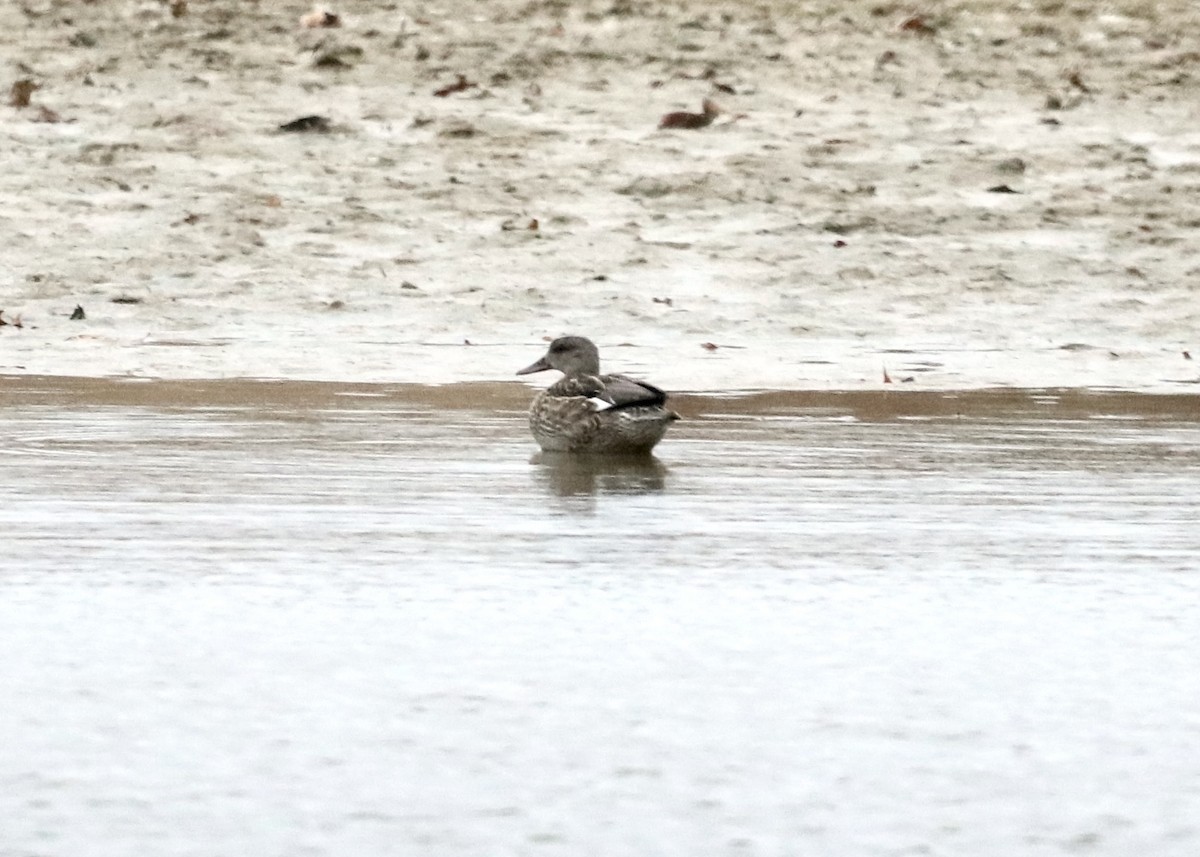 オカヨシガモ - ML646142260