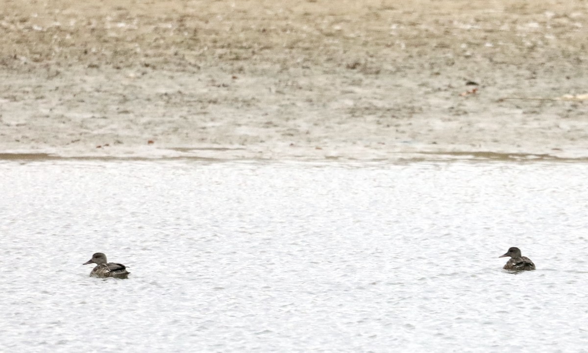 オカヨシガモ - ML646142261