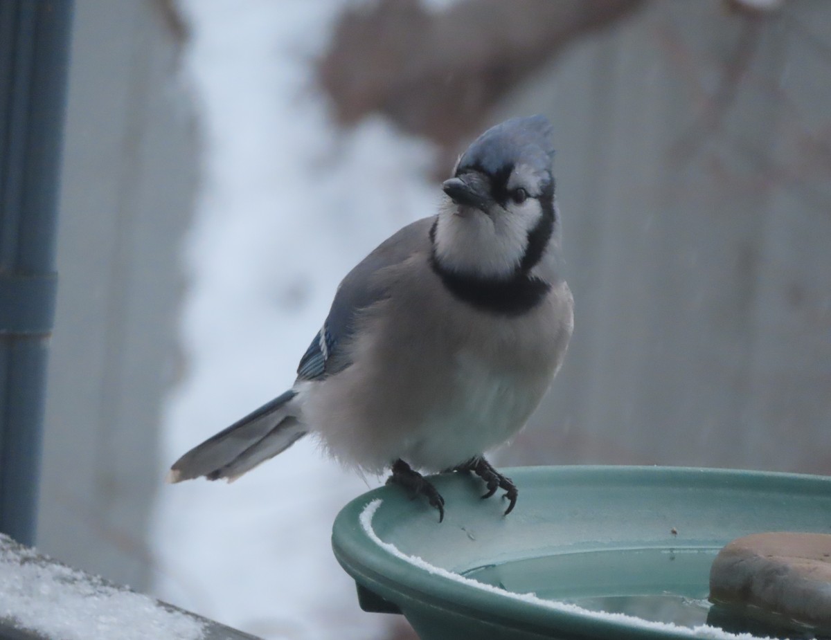 Blue Jay - ML646142262