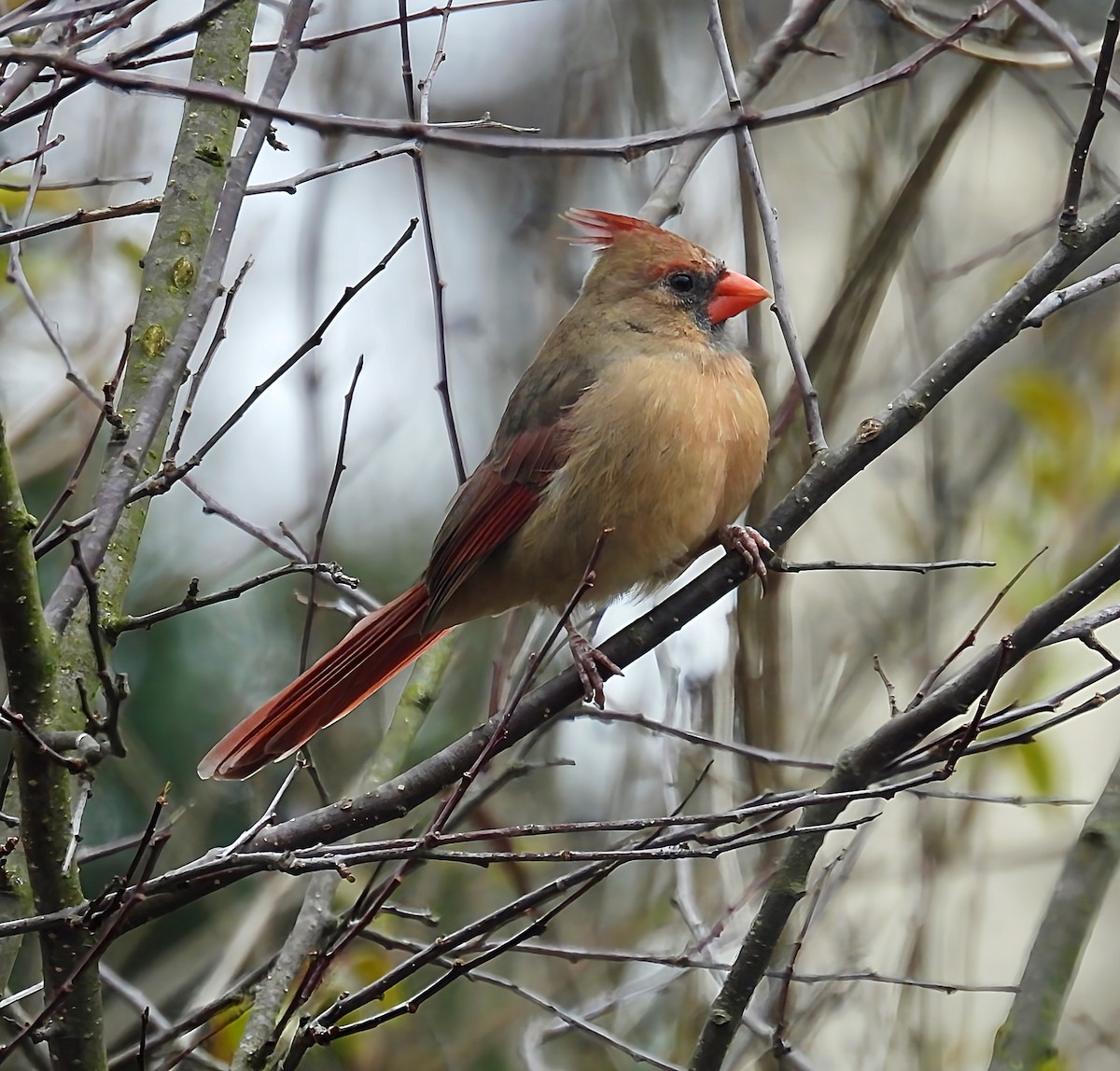 Northern Cardinal - ML646142264