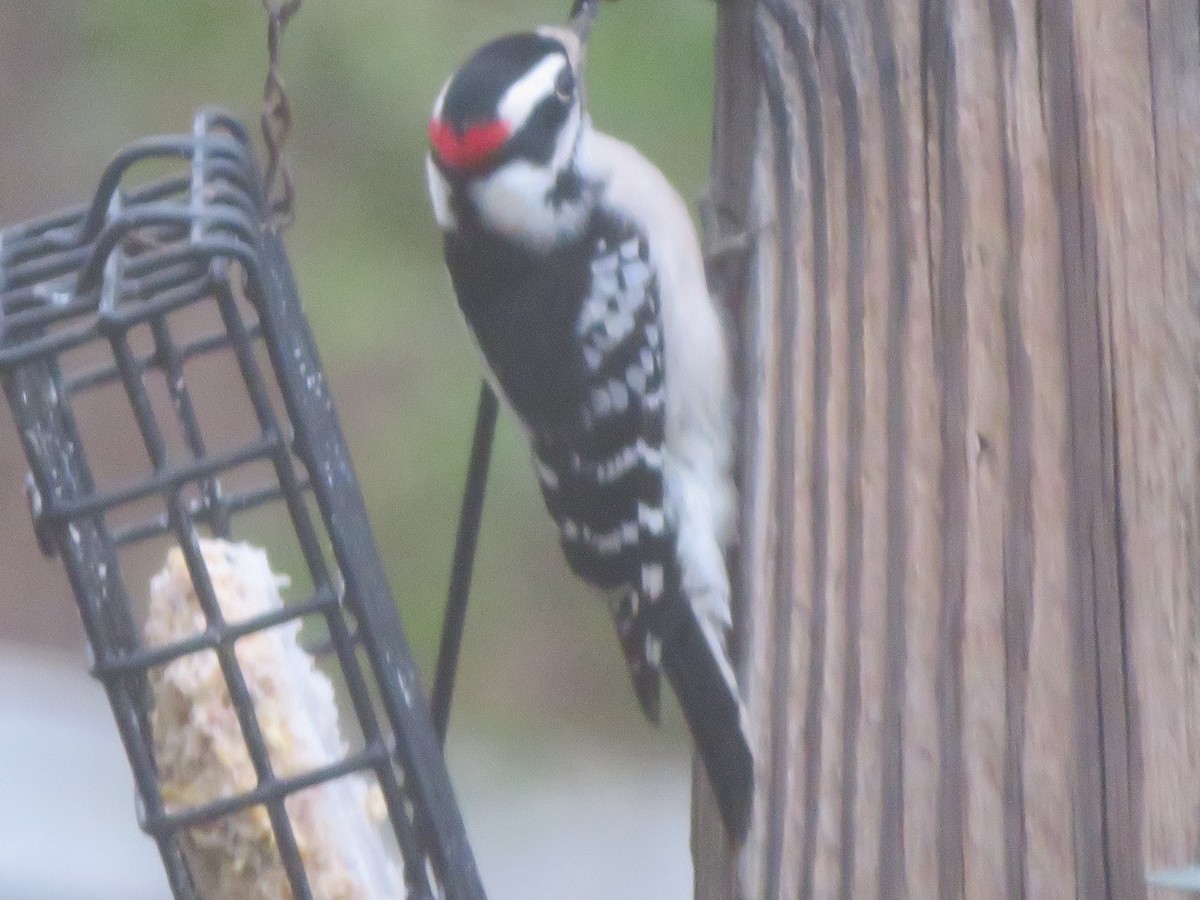 dunspett - ML646142266