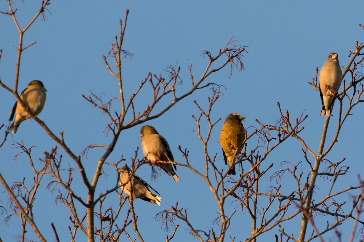 dlask žlutočelý - ML646142267