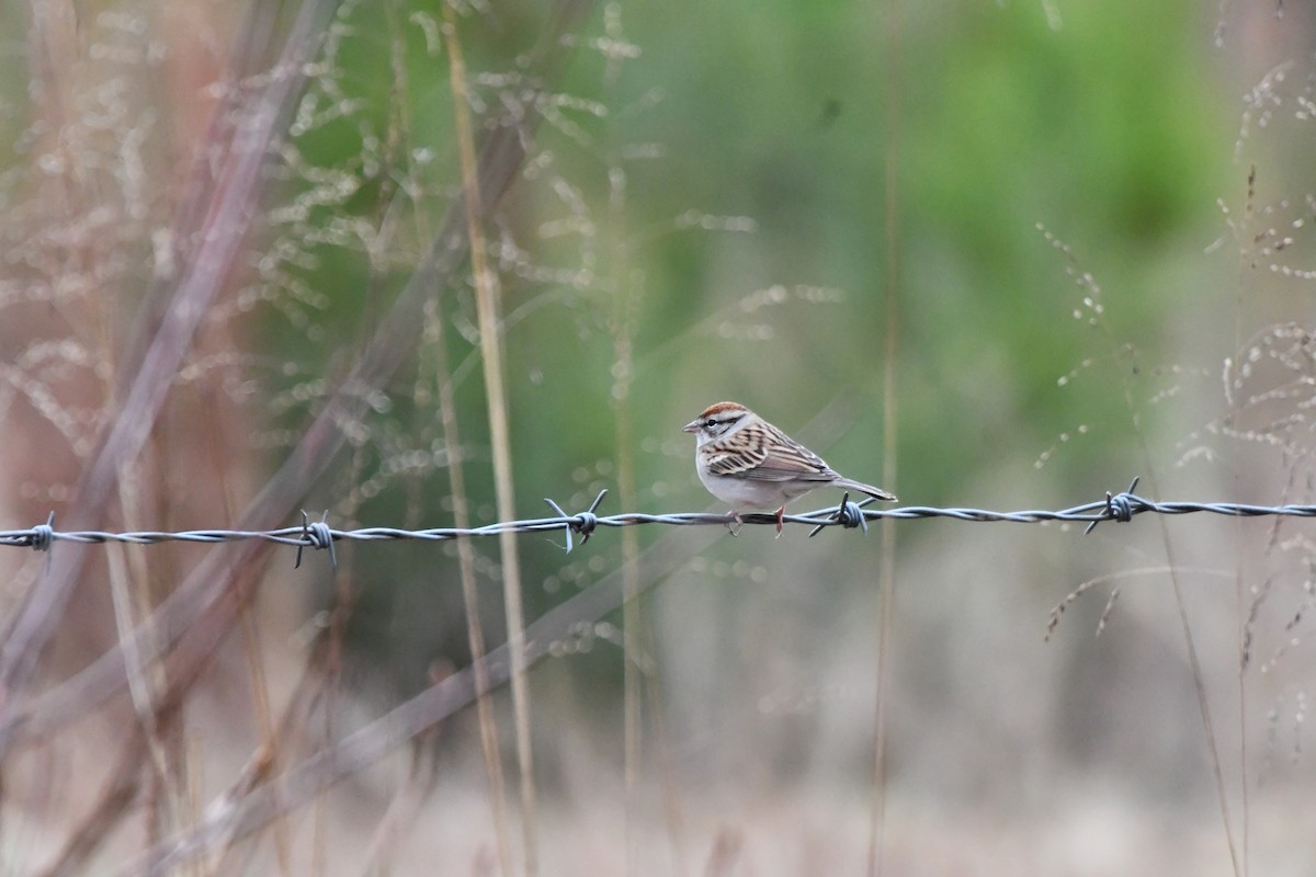 チャガシラヒメドリ - ML646142269