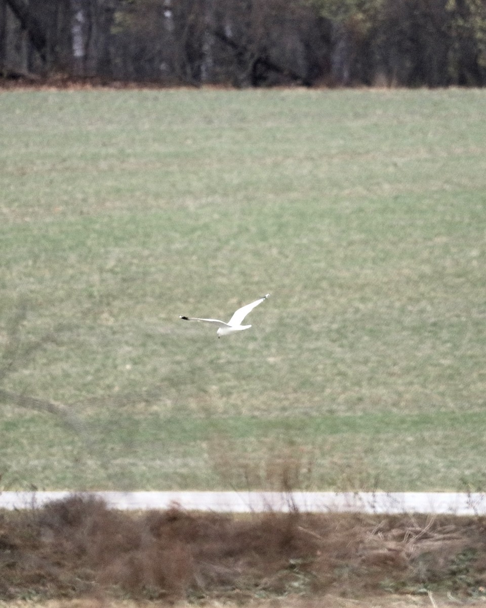 ringnebbmåke - ML646142270