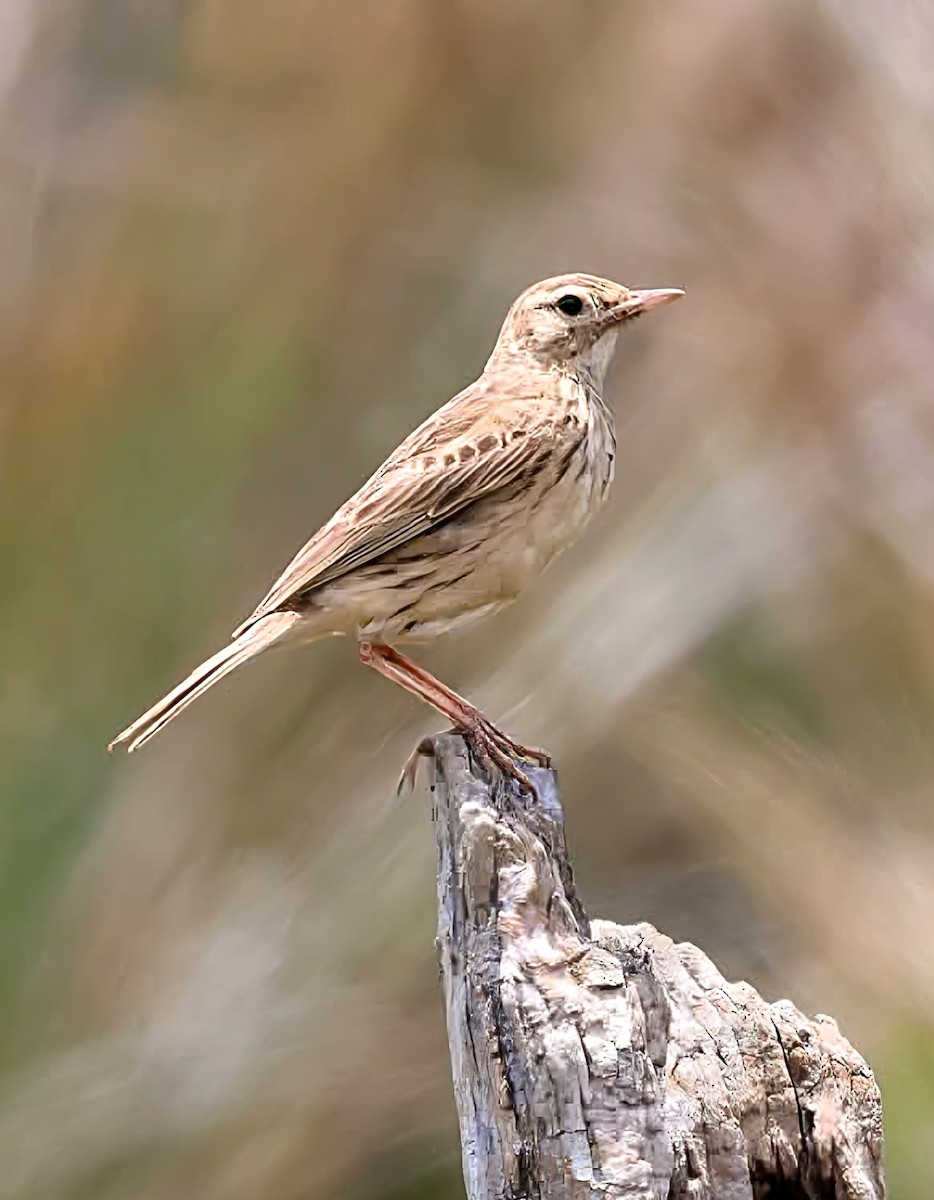 australiapiplerke - ML646142271