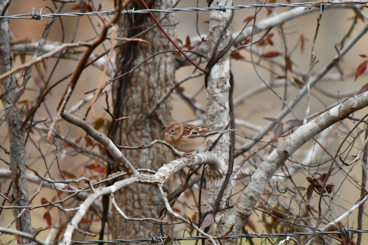 markspurv - ML646142272