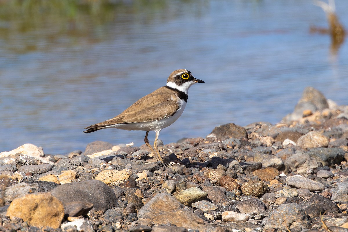 dverglo - ML646142273