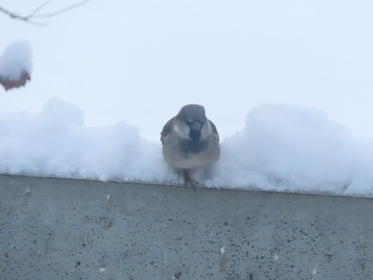 gråspurv - ML646142274