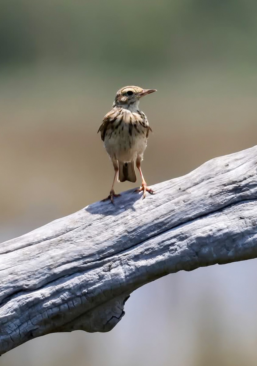 australiapiplerke - ML646142275