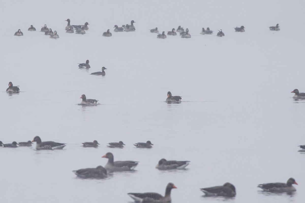 svartand - ML646142276