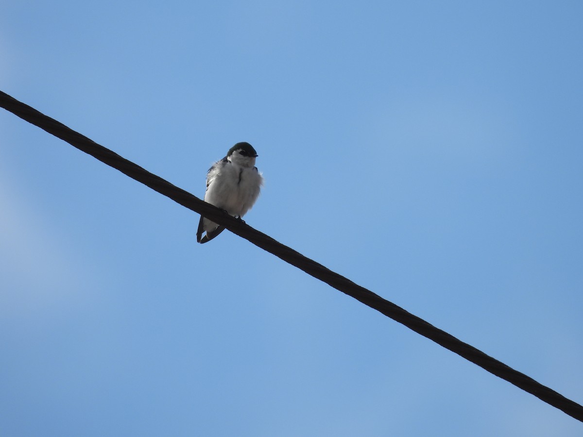 talassinsvale - ML646142277